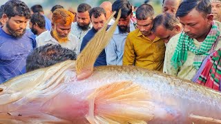 পদ্মার গোল্ডেন বেলে মাছ। বৃহত্তম পাইকারি মাছের বাজার মেঘুলা | today fish market | wholesale price |