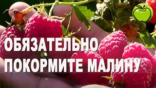 Обязательно покормите малину после ягод. Какие удобрения и когда нужны малине