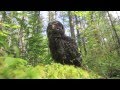 Shooting with Sparky—Great Gray Owl nest Minnesota