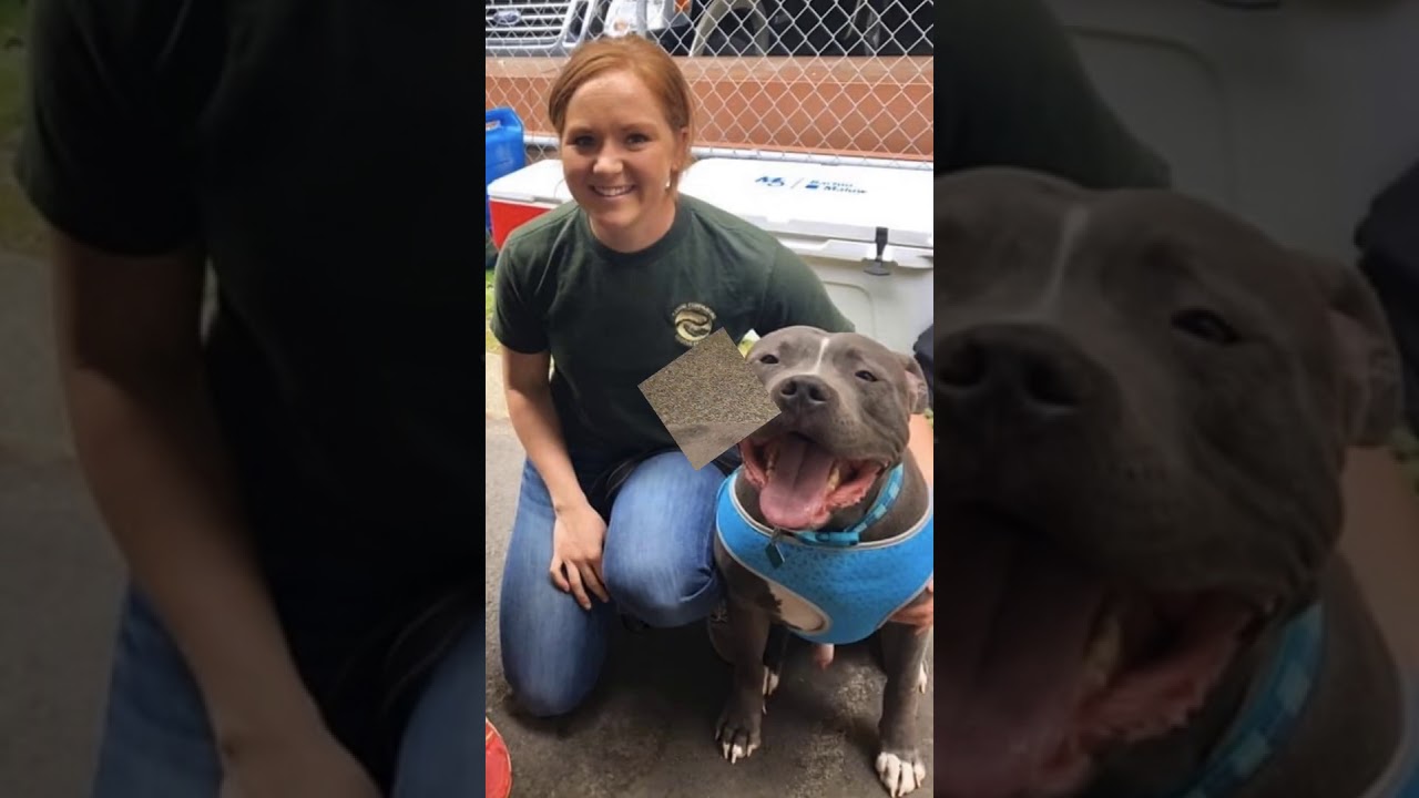 Dog Training Using Recallers Games Makes the Impossible Possible