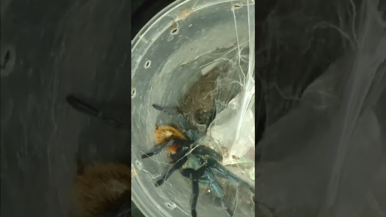 FEEDING TIME W/ MY TARANTULAS & REPTILE (P.MET,GBB,COBALTBLUE,M.BALFOURI,SEEMANI,G.ROSEA)