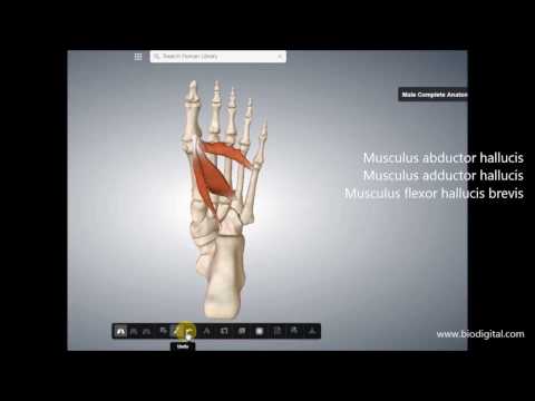 Video: Fußmuskeln Anatomie, Funktion & Diagramm - Körperkarten