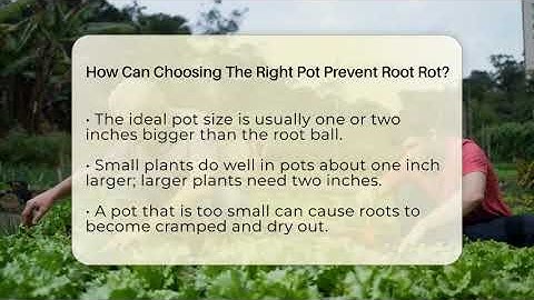 How Can Choosing The Right Pot Prevent Root Rot? - The Plant Enthusiast