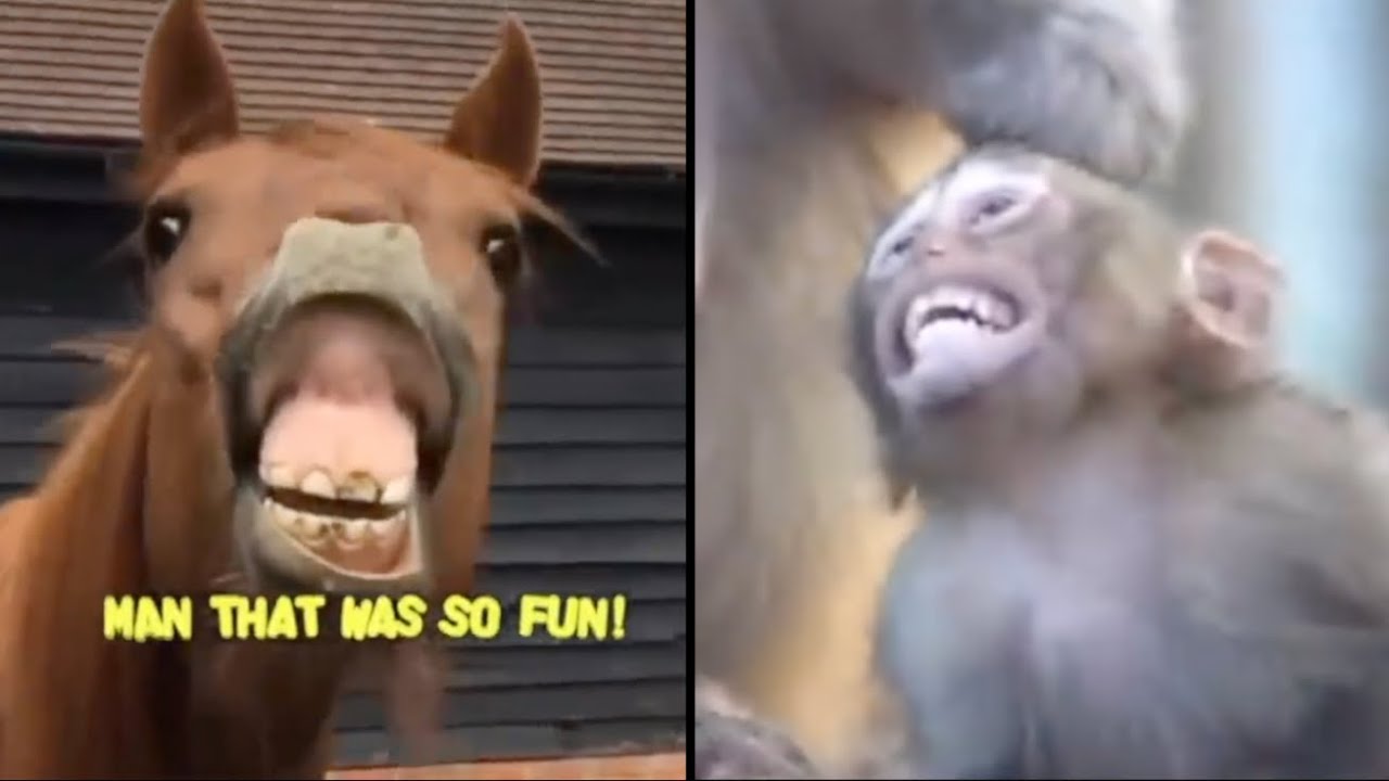 Best Animal Voiceovers - Ep. 66