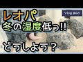 【爬虫類】レオパのケージの湿度が低すぎる～このままじゃ脱皮不全を起こしちゃう?!