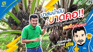 ปาล์มน้ำมันขาดคอ เกิดได้อย่างไร แก้ไขอย่างไร คลิปนี้มีคำตอบ | 