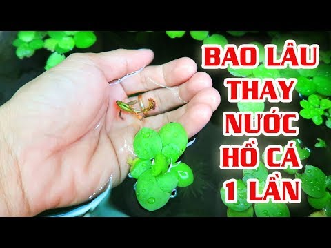  Cách Thay Nước Hồ Cá: Hướng Dẫn Chi Tiết và Hiệu Quả