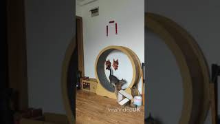 Tabby cat’s feet slip as it runs fast on exercise wheel || Viral Video UK