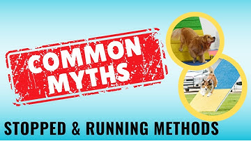 The Science Behind Contact Training Methods: How They Work | Dog Agility Training