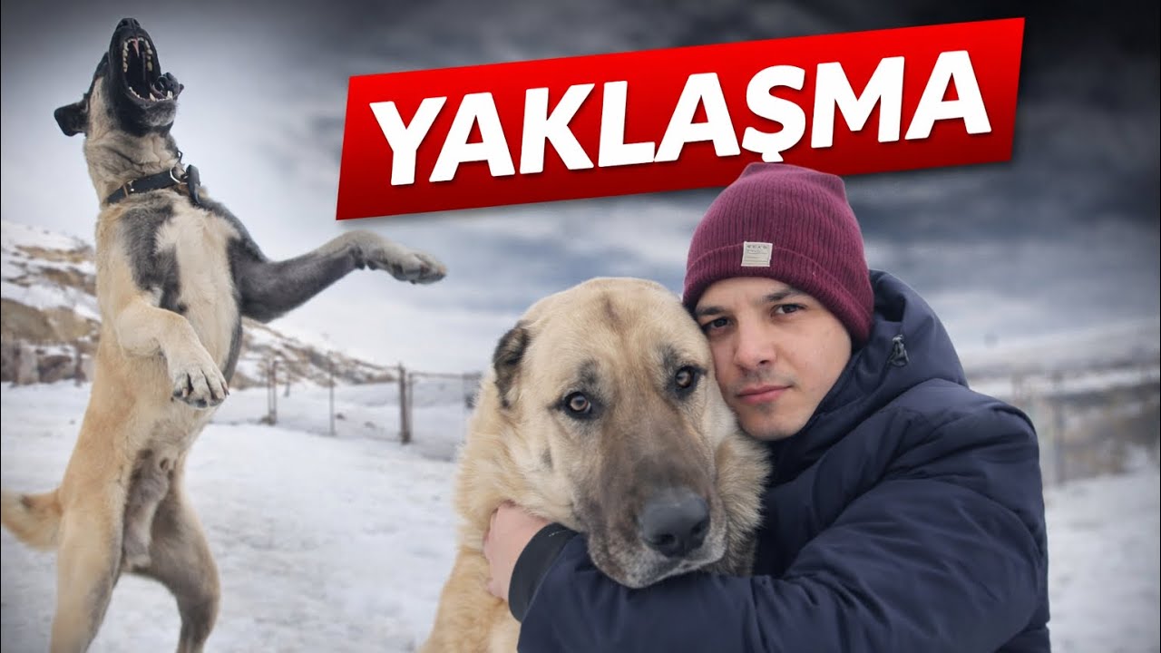 SİVAS KANGALININ BU ÖZELLİĞİNİ DUYUNCA ŞOK OLACAKSINIZ!