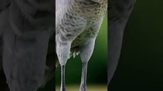 Download Lagu Cea mai frumoasa pasare din lume ! MP3