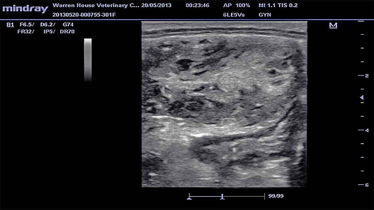 Ultrasounds of the Normal and Abnormal Ovulation in the Mare