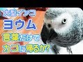 大型インコは会話を理解してカゴに帰るか？！おしゃべりがわかるヨウムは賢い！