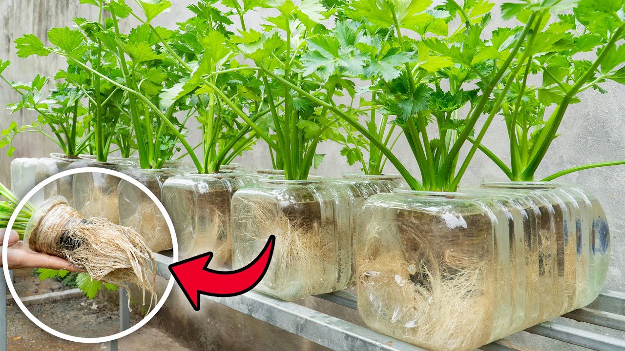 Trying to grow celery in a water bottle yielded surprisingly good results.