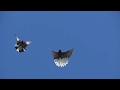 Тренировка голубят на Марганецком голубедроме 03 05 2020