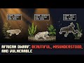 African Dwarf Frog Care: Biology, Tank Setup, and Diet Guide