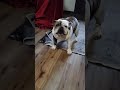 #dog adventures