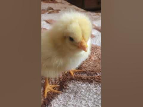 курча - YouTube