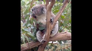 Koalas At Gorge Wildlife Park
