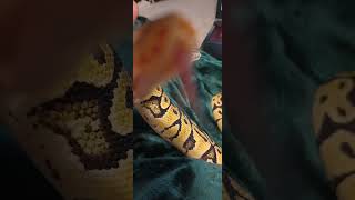 Look her in the eyes 👀 #snake #cute