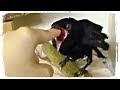 ПРИКОЛЫ С ЖИВОТНЫМИ (смешные птицы) | FUN WITH ANIMALS (funny birds) #379