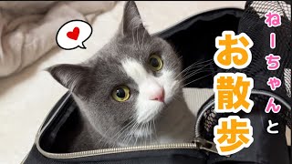 大好きなお姉ちゃんと散歩に行った時の猫の反応が可愛すぎた