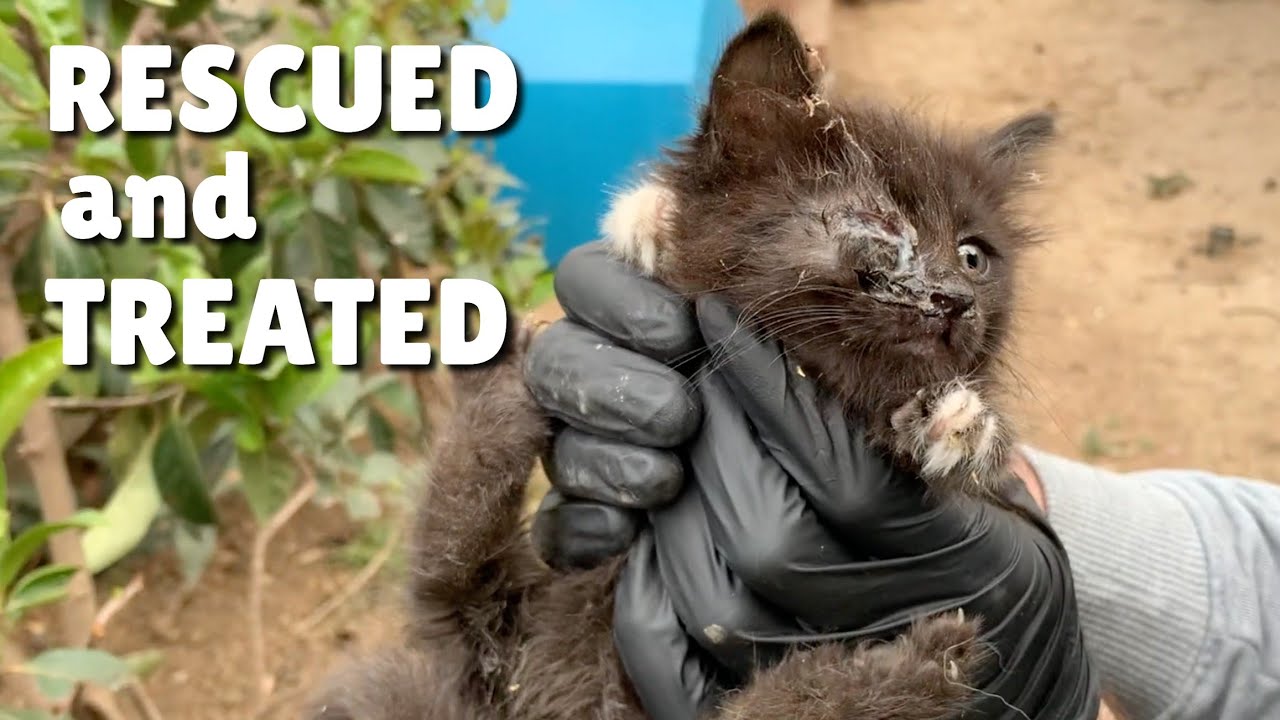 kittens-with-infected-eyes-are-treated-and-adopted-youtube