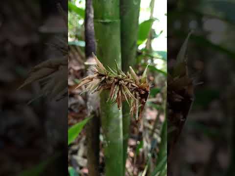 Bunga Bambu. Bunga Bambu.