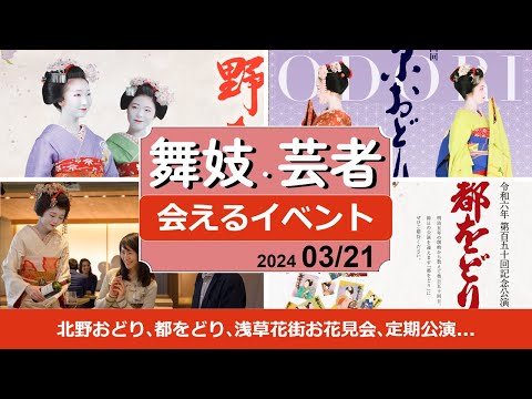 舞妓芸者さんイベント！北野をどり､都をどり､京おどり､浅草花街お花見会､各地定期公演。2024/03/21 #舞妓 #舞子 #芸者 #観光 #maiko #kyoto