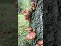Полный лес Грибов! 🍄 Высокогорные опята 🍄🟫