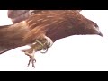 (9月上旬)もよおした?高台のトンビ(ハチクマ、チョウゲンボウ)