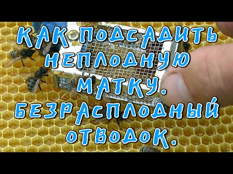 Video: Kako oploditi kukute?