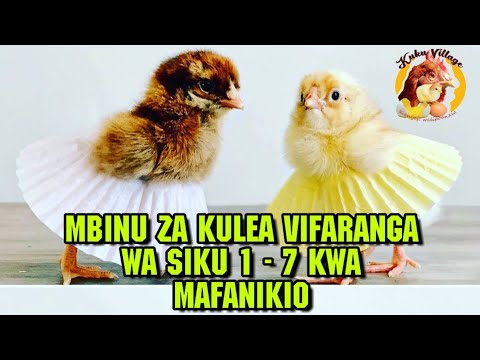 Uleaji Wa Vifaranga Siku Ya 1 - 7, Hatua Kwa Hatua. Hatua Zote Muhimu Kuzifahamu.