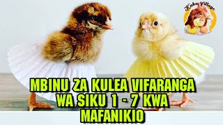 Uleaji Wa Vifaranga Siku ya 1 - 7, Hatua kwa Hatua. Hatua zote Muhimu Kuzifahamu.