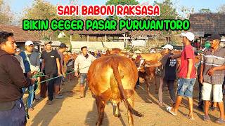 HUGE COMMOTION AS A GIANT LIMOUSIN BULL ARRIVES AT PURWANTORO CATTLE MARKET