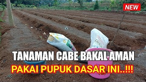 Pupuk Dasar Cabe Merah Keriting 100% Aman Pada Tanaman