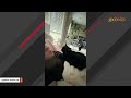 Cat is so loving to guy who saved him