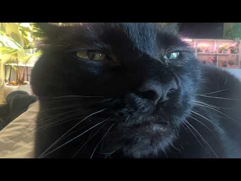 Cat is so loving to guy who saved him