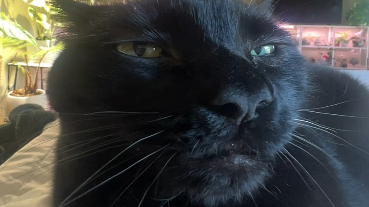 Cat is so loving to guy who saved him