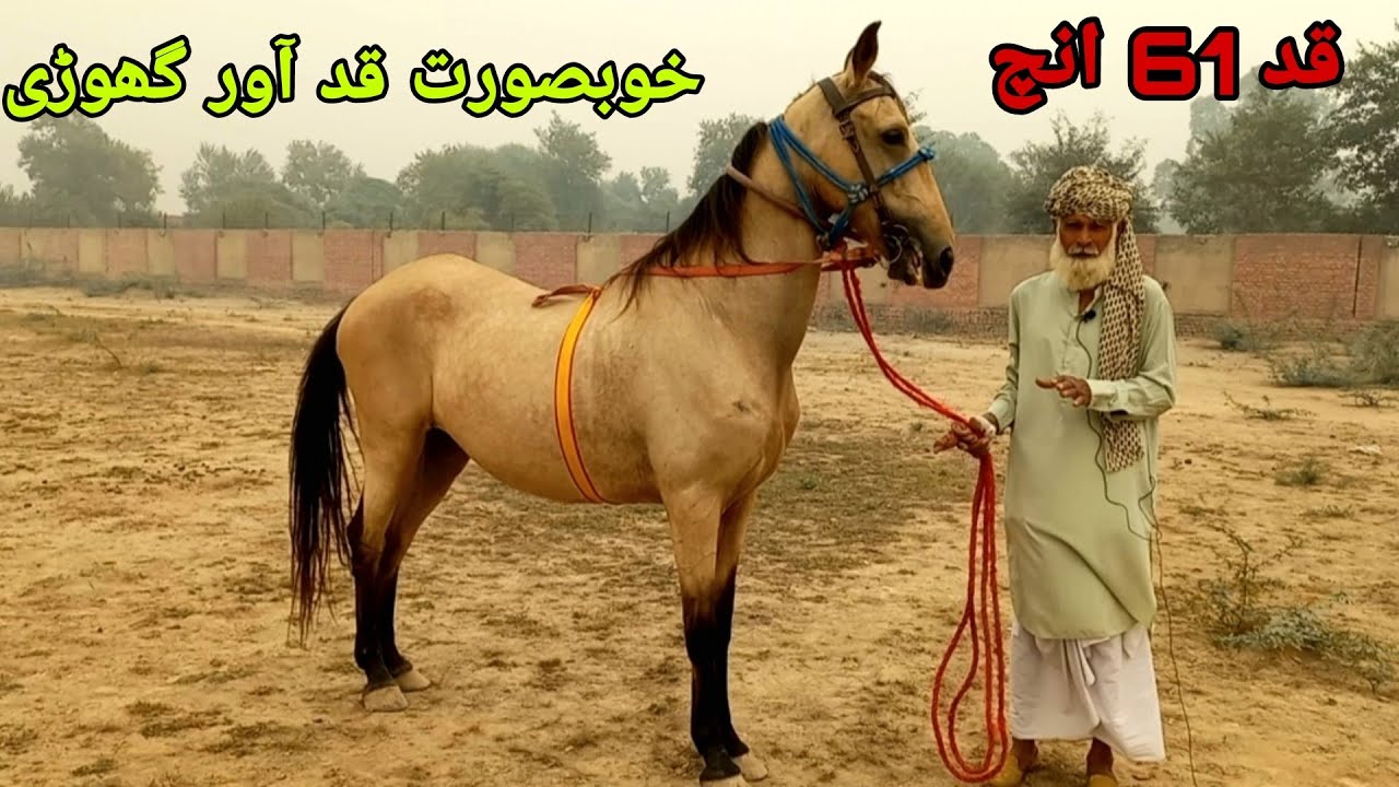 61+big hight horsemost beautiful horse for salechak no 175 jb jhang