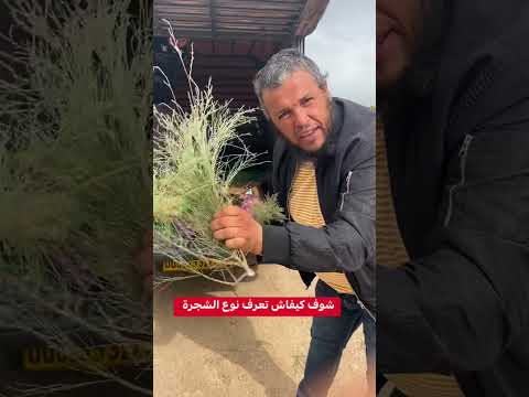 شوف كيفاش تعرف نوع الشجرة  الجزائر الخضراء الوعي البيئي الجزائر