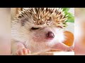 かゆい？毛並みを直すハリネズミ  itchy hedgehog fixing her fur