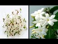 Comment faire pousser une plante de jasmin  partir de fleurs  graines
