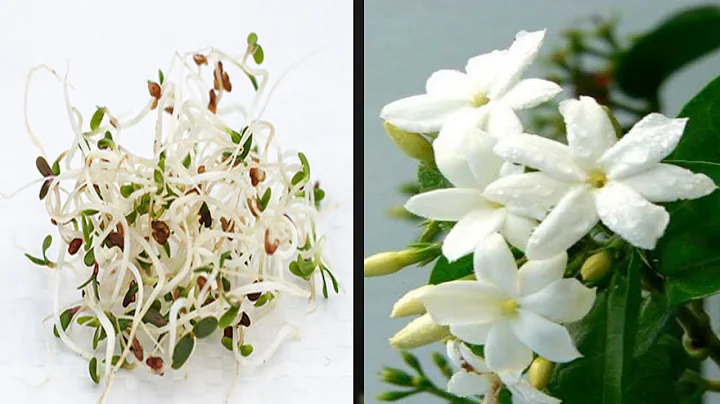 How To Grow Jasmine Plant From Seed Flowers - DayDayNews