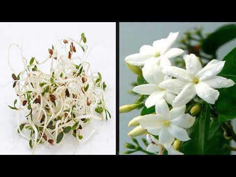 How To Grow Jasmine Plant From Seed Flowers