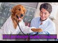 7 фактов о пользе домашних животных для здоровья человека