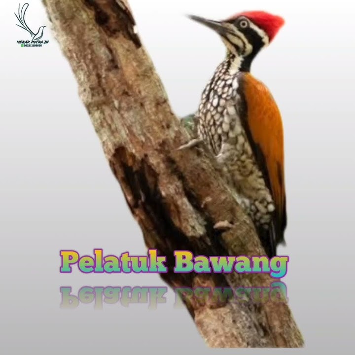 pelatuk bawang #pelatuksampit #pelatukbawanggacor #birds #kicaumania