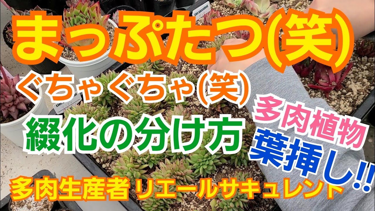 多肉植物】【ガーデニング】まっぷたつ(笑)綴化の増やし方&葉挿し 