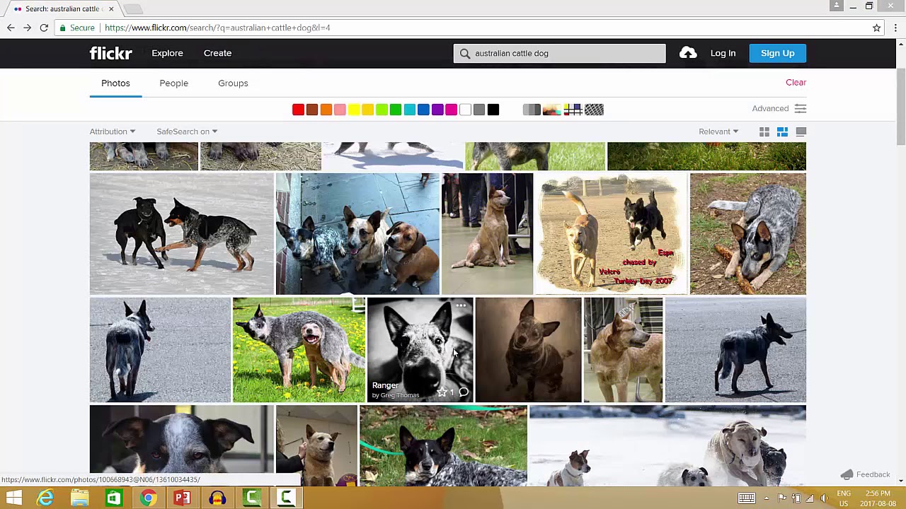 Finding Creative Commons and Public Domain Images on Flickr