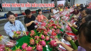 XUYÊN VIỆT XE ĐẦU KÉO MỸ | TẬP 3 - THANH LONG XUẤT KHẨU ĐI TRUNG QUỐC